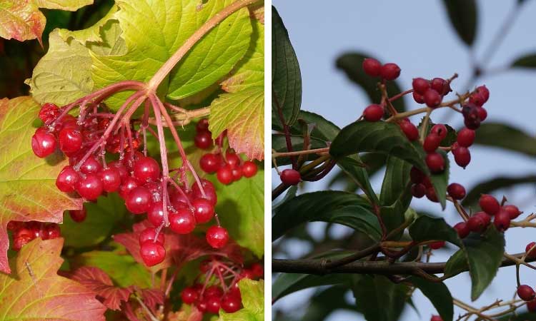 The Best Ornamental Shrubs With Decorative Fruits