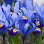 How to Care for Irises Like an Expert