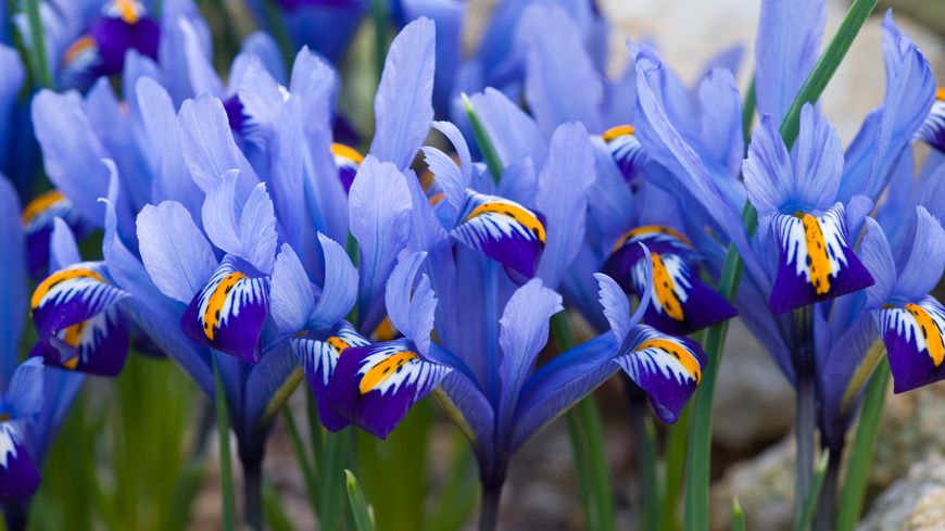 How to Care for Irises Like an Expert