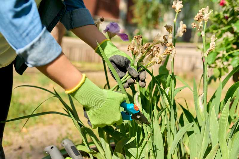 How to Care for Irises Like an Expert