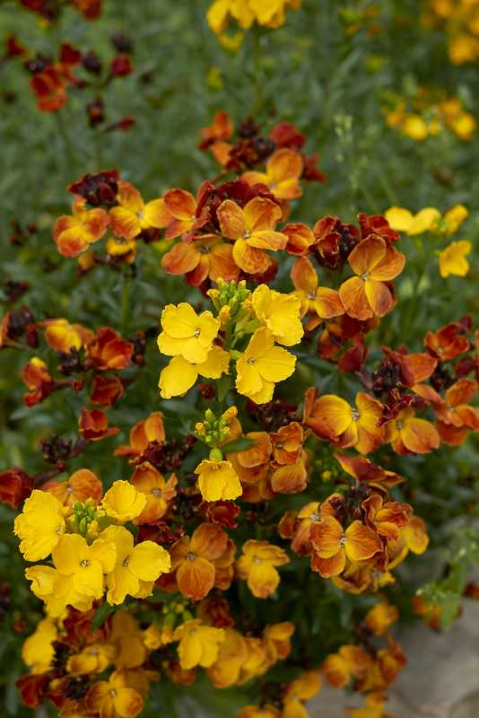 How To Plant and Care For Wallflower: A Flower With a Spicy Smell