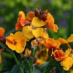 How To Plant and Care For Wallflower: A Flower With a Spicy Smell