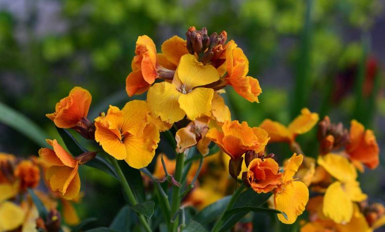 How To Plant and Care For Wallflower: A Flower With a Spicy Smell