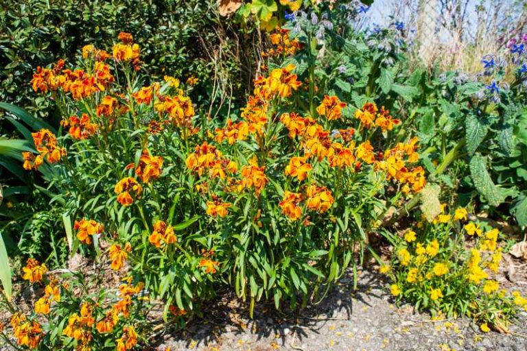 How To Plant and Care For Wallflower: A Flower With a Spicy Smell