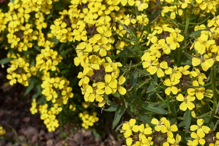 How To Plant and Care For Wallflower: A Flower With a Spicy Smell