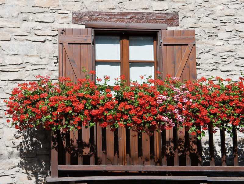 How To Plant and Care For Ivy Geranium: The king of Balconies!