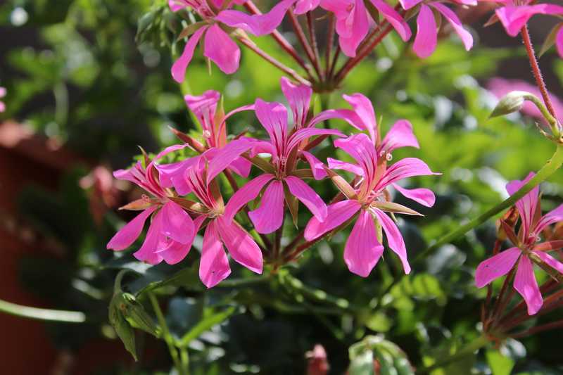 How To Plant and Care For Ivy Geranium: The king of Balconies!