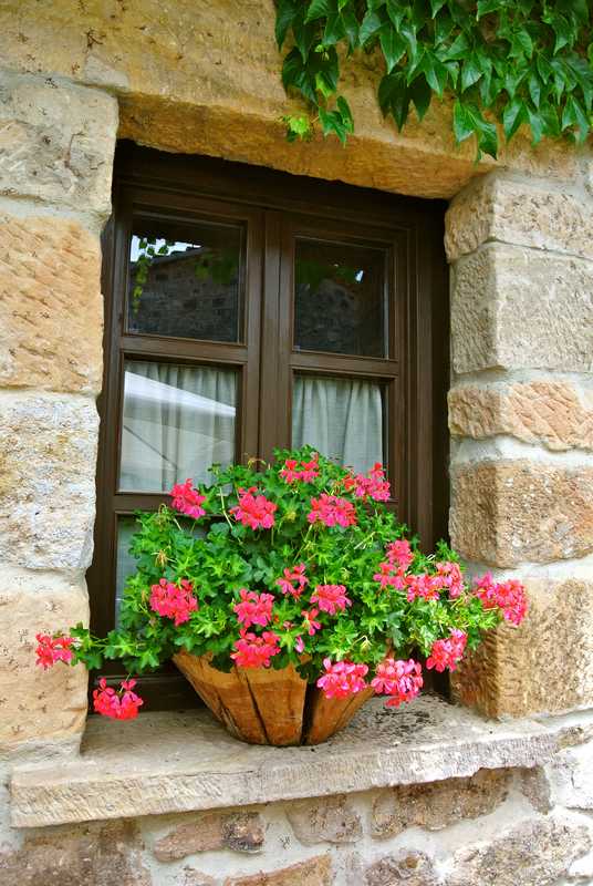 How To Plant and Care For Ivy Geranium: The king of Balconies!