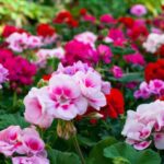 How To Plant and Care For Ivy Geranium: The king of Balconies!