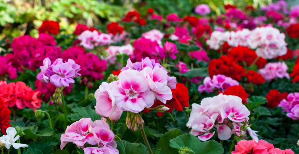 How To Plant and Care For Ivy Geranium: The king of Balconies!