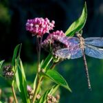 10 Plants That Attract Dragonflies-One Dragonfly Eats 100s of Mosquitoes Every Day!
