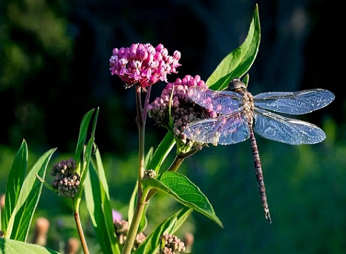 10 Plants That Attract Dragonflies-One Dragonfly Eats 100s of Mosquitoes Every Day!