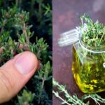 10 Uses for Thyme - Use it in Many Ways Than Just On Chicken