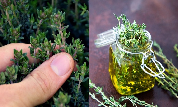 10 Uses for Thyme - Use it in Many Ways Than Just On Chicken