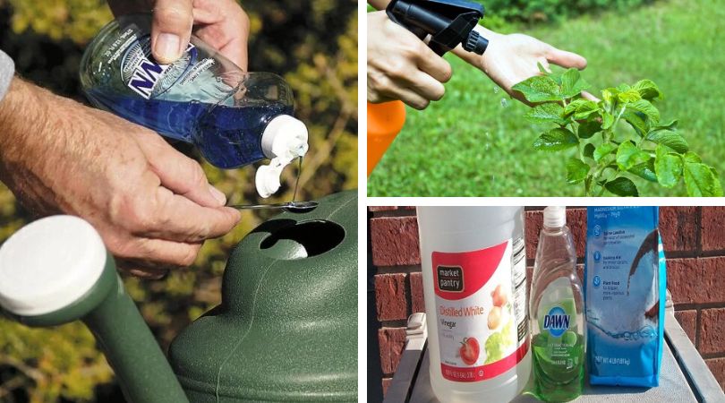 15 Amazing Gardening Uses for Dawn Dish Soap