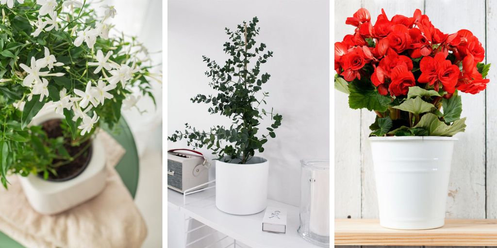 15 Plants That Make Your Home Smell Like Heaven