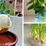 15 Vegetables You Can Regrow From Kitchen Scraps