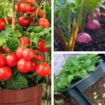 20 Summer Vegetables That You Can Grow