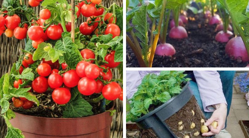 20 Summer Vegetables That You Can Grow