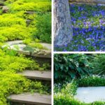 29 Ground Covers that Thrive in the Shade
