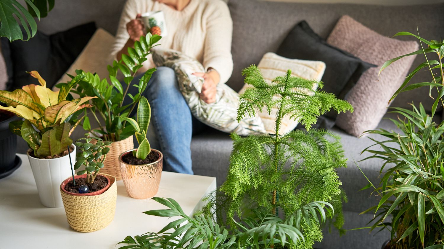8 Stunning Succulents that Bring Luck and Money