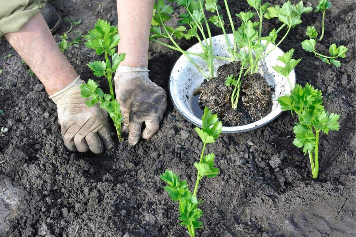 A Guide to Growing Celery in Your Backyard