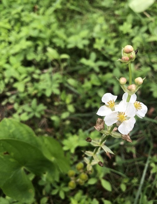 Arrowhead (Sagittaria latifolia)