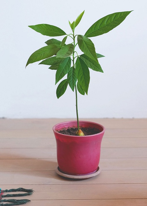 Avocados tree container