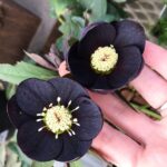Black Hellebore Everything You Need to Know