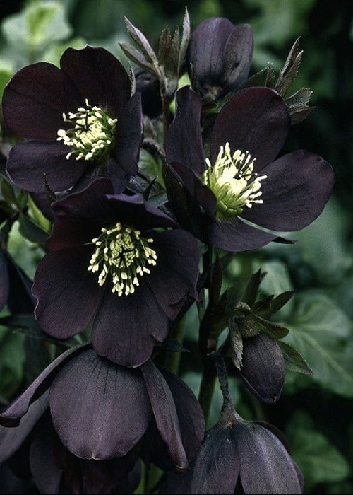 Black lenten rose