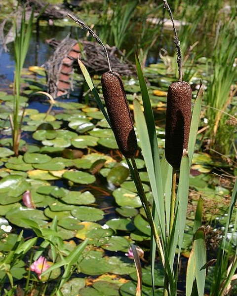 Cattail (Typha latifolia)