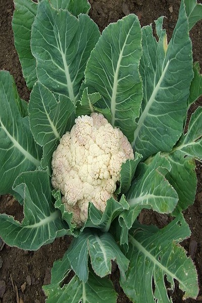 Cauliflowers