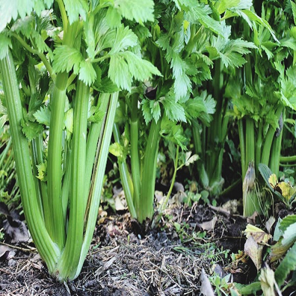 Celery Planting Instructions