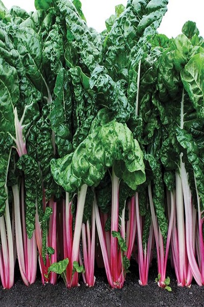 Chard