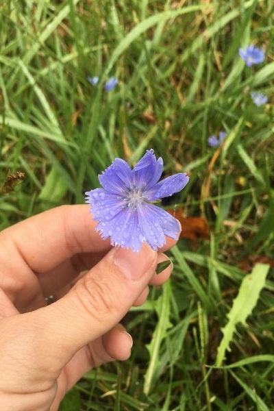 Chicory