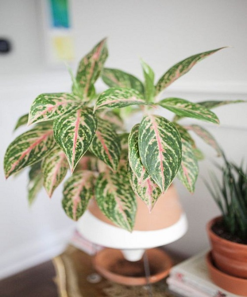 Chinese Evergreen