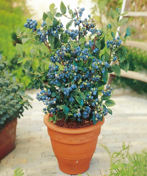 Choosing Container Blueberry Cultivars