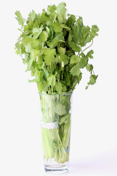 Cilantro