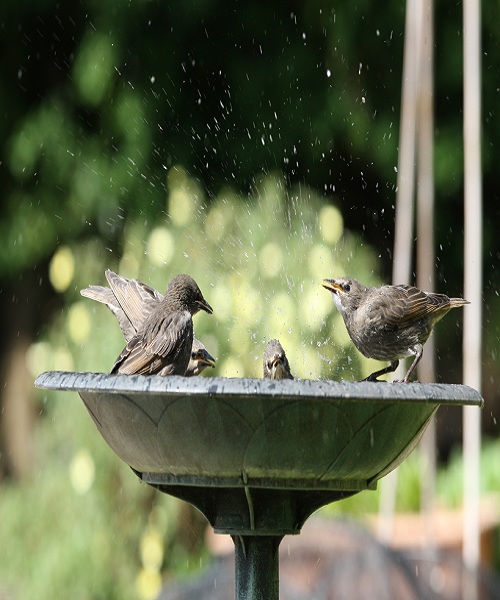 Clean Out the Birdbath