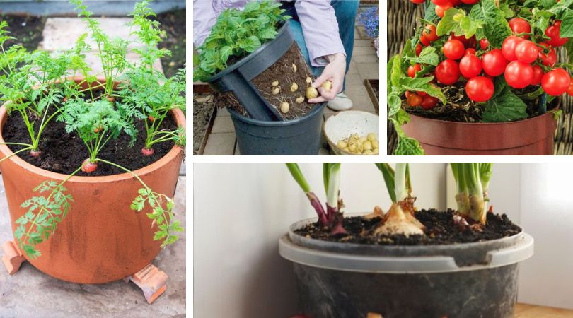 Clever Ways to Grow in Small Spaces 25 Most Productive Vegetables for container