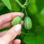 Cucamelons The Most Exciting Fruit You Can Grow in Your Garden