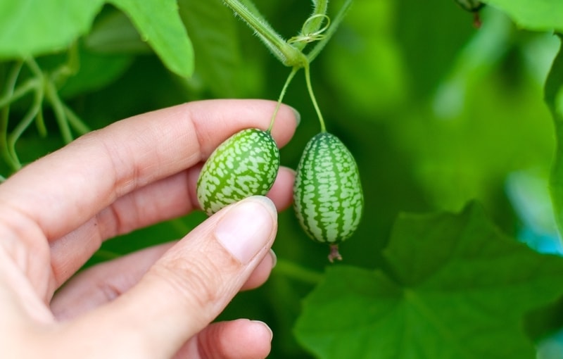 Cucamelons The Most Exciting Fruit You Can Grow in Your Garden