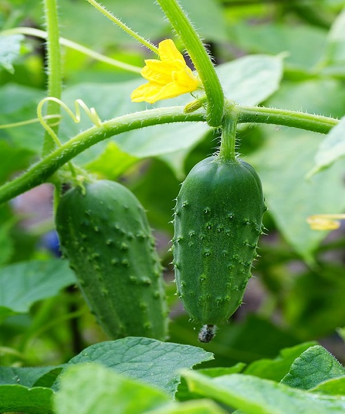 Cucumber