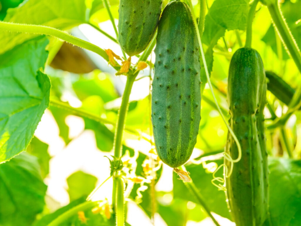 Cucumber Plants