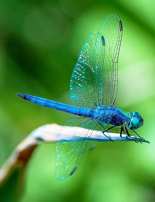 Dragonflies and Mosquito Control