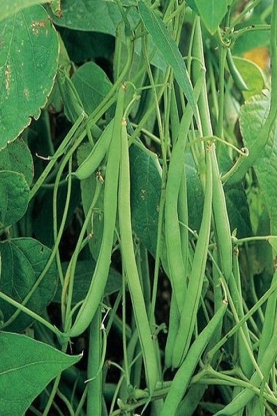 French Beans