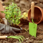 Get Free Plants for Your Garden and Home NOW: 18 Effective Ways