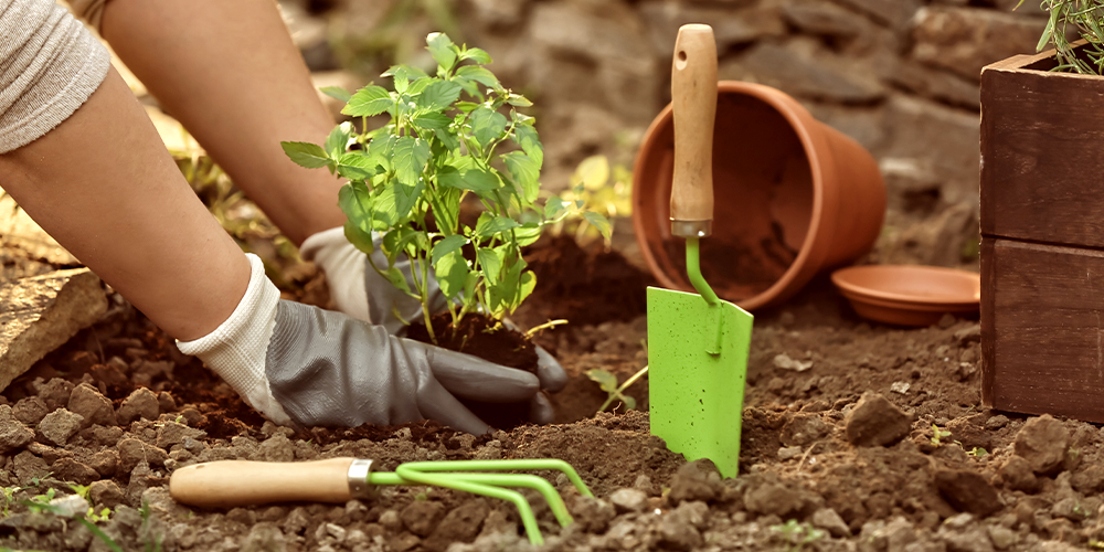 Get Free Plants for Your Garden and Home NOW: 18 Effective Ways