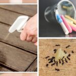 Get Rid of Ants Today With These 10 Effective Ways - For Your Garden And Home