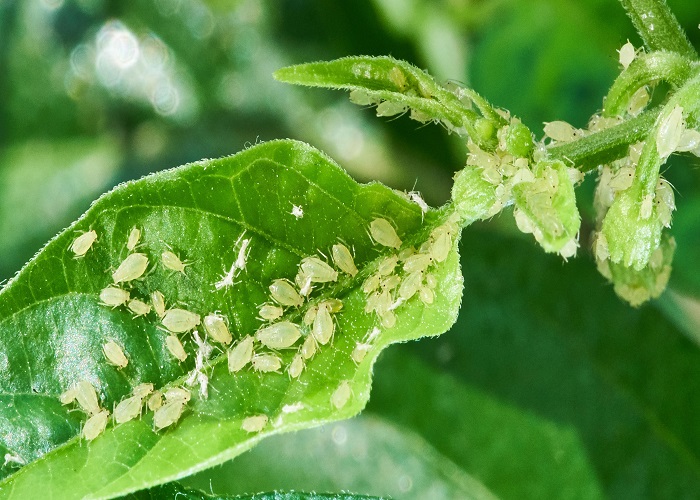Get Rid of Aphids Today 25 Homemade Methods